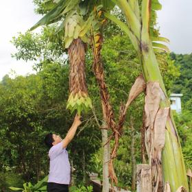 Kỳ Đan Bảo Thận kết hợp hai vị thuốc quý: Chuối hoa sen và kim tiền thảo