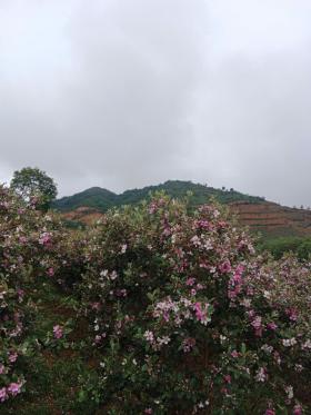 Thu hồi đất để xây dựng Làng Nủ mới, người dân sẵn sàng di dời &quot;hỗ trợ bao nhiêu hay bấy nhiêu&quot;