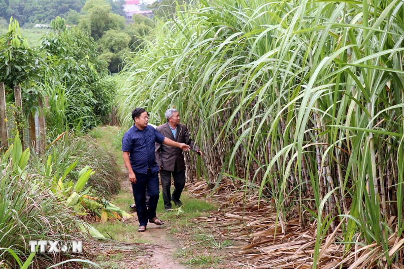  Ban hành Bản câu hỏi điều tra rà soát áp dụng phòng vệ thương mại với đường mía 第1张