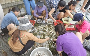 Con rom róm dạt đầy bãi biển, dân làng này ở Nghệ An gọi nhau ra vớt &quot;lộc&quot;, con rom róm là con gì?