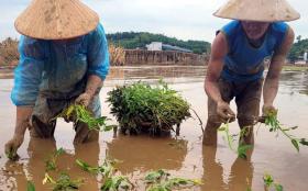 Yên Bái quyết tâm lấy vụ đông bù thiệt hại do bão lũ