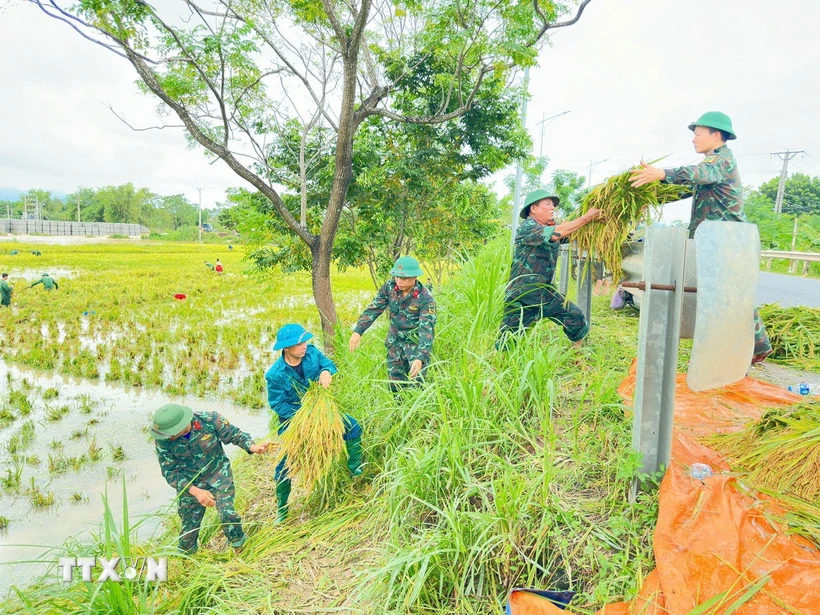  Vĩnh Phúc: Lúa chín bị ngập nước nảy mầm tại ruộng sau mưa lũ 