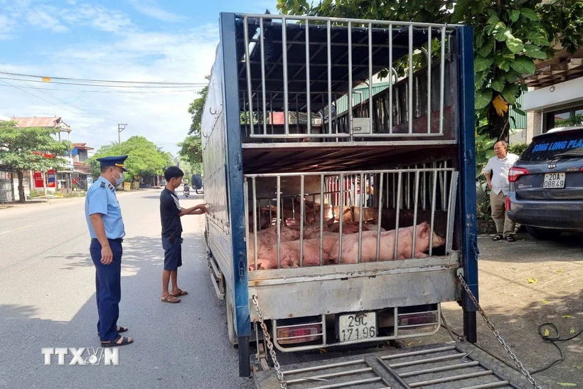  Thái Nguyên: Phát hiện, tiêu hủy gần 8 tạ lợn chết và lợn mắc bệnh 