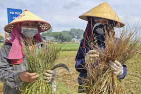  Nhà thầu thi công cao tốc để rò rỉ dầu gây chết lúa: Đền bù cho người dân 