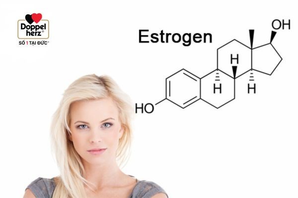  Nội tiết tố nữ strogen có thể làm chậm sự phát triển của khối u 