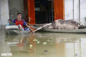 Cảnh sống trên thuyền, ngủ mái nhà ở &quot;rốn lũ&quot; sông Hoàng Long