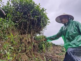 Hà Tĩnh: nhiều diện tích chè bị sạt lở, cuốn trôi xuống sông Ngàn Phố 