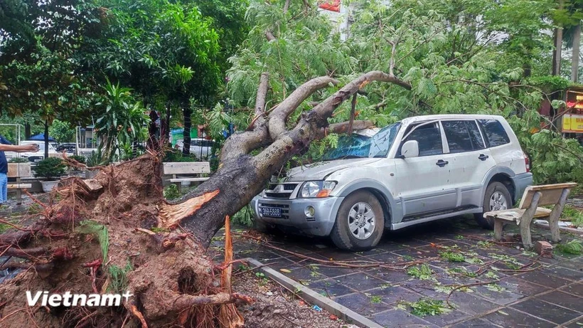  Cây xanh gãy đổ làm hỏng ôtô, chết người: Chủ phương tiện có được bồi thường? 