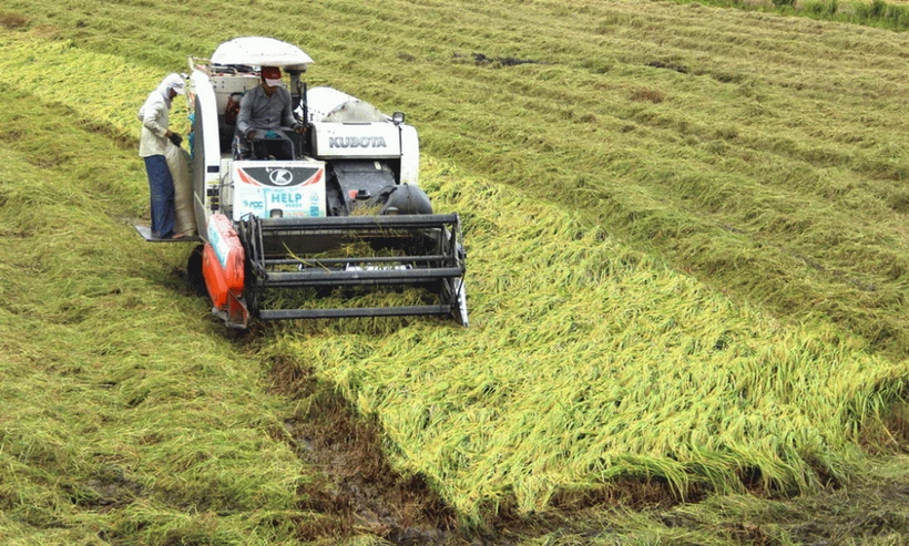  Long An: Mưa lớn kèm dông, lốc khiến hơn 20.000ha lúa bị ngã đổ 