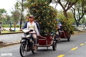 Vựa quất lớn nhất miền Trung hối hả vào vụ Tết