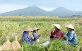 Indonesia trả lương cao để người trẻ làm nông